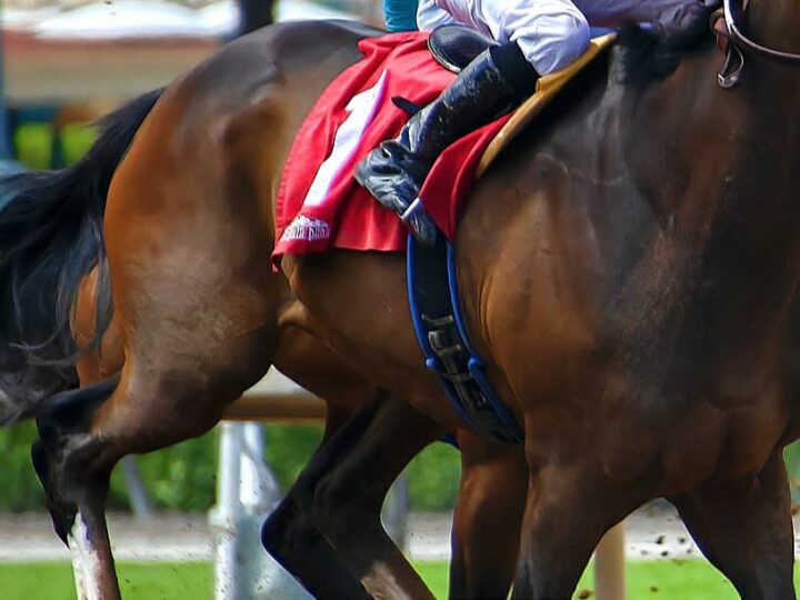 Fracturas costales en caballos